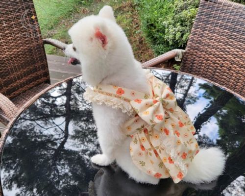 配色愛心動物套裝