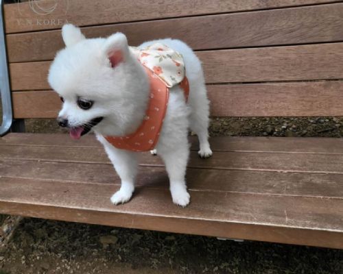 配色愛心動物套裝