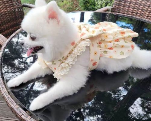 配色愛心動物套裝