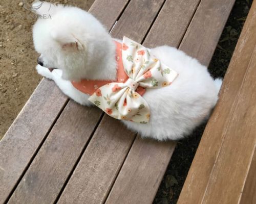 配色愛心動物套裝