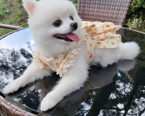 配色愛心動物套裝