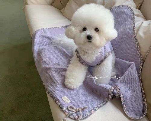 正韓寵物碎花背心毯子套裝