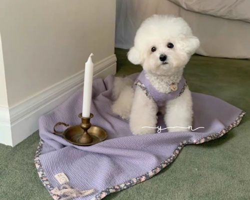 正韓寵物碎花背心毯子套裝